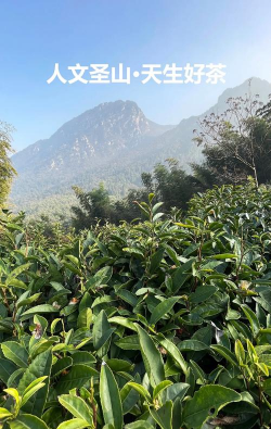 江西庐山产什么茶 江西庐山产什么茶