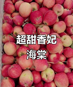 2024年海棠果多少钱一斤 2024年海棠果多少钱一斤