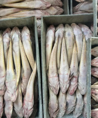 2024年牛尾鱼多少钱一斤 2024年牛尾鱼多少钱一斤