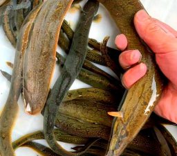 2024年刀鳅鱼多少钱一斤 2024年刀鳅鱼多少钱一斤