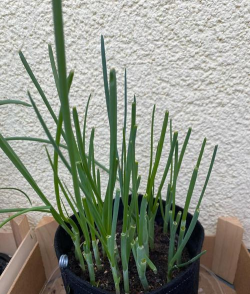 天冷小葱怎么种植 天冷小葱怎么种植