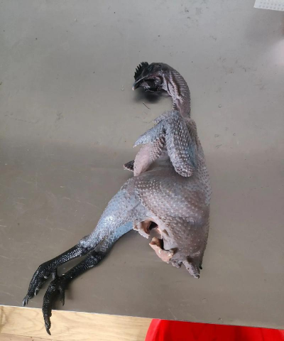 2024年五黑鸡多少钱一斤 2024年五黑鸡多少钱一斤