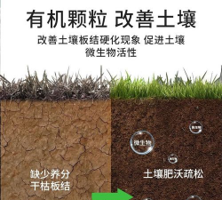 散尾葵施什么肥长得旺盛 散尾葵施什么肥长得旺盛