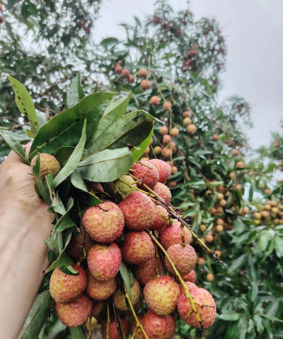 2024年白糖罂荔枝多少钱一斤 2024年白糖罂荔枝多少钱一斤