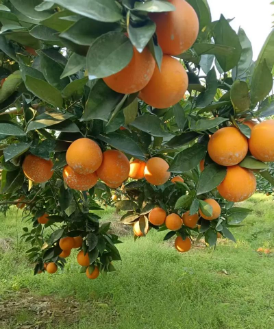 2024年夏橙多少钱一斤 2024年夏橙多少钱一斤