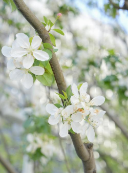 春天白色花有哪些 春天白色花有哪些