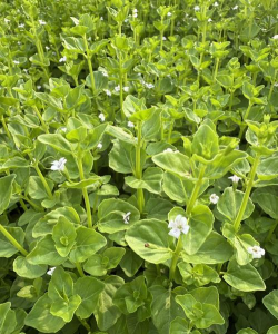 花类香草有哪些 花类香草有哪些