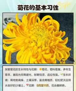 墨菊的养殖方法和注意事项 墨菊的养殖方法和注意事项