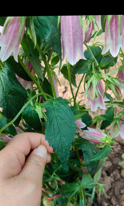 紫斑风铃草 紫斑风铃草