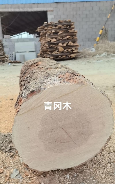 青冈木是什么树 青冈木是什么树