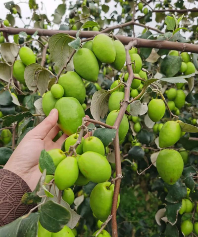 2024年青枣多少钱一斤 2024年青枣多少钱一斤