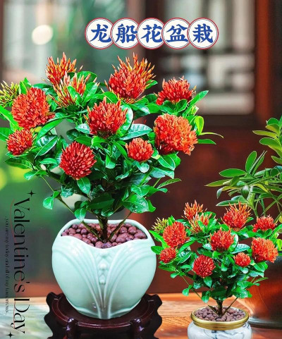 小船盆种什么花好 小船盆种什么花好