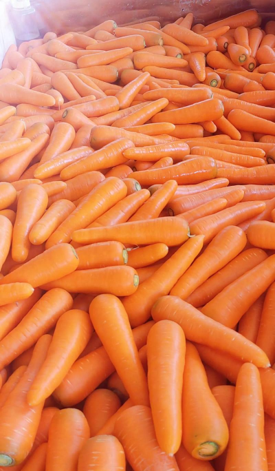 2024年胡萝卜多少钱一斤 2024年胡萝卜多少钱一斤