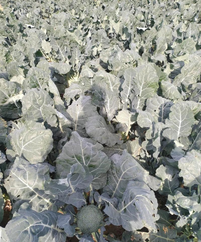 2024西兰花多少钱一斤 2024西兰花多少钱一斤