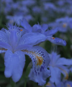 蓝色花有哪些花种 蓝色花有哪些花种