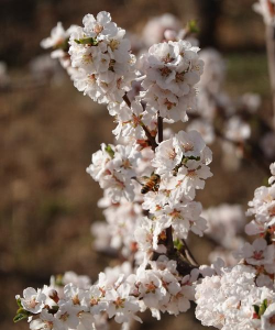 春天有哪些花春天 春天有哪些花春天