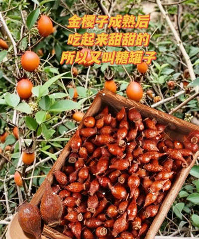 2024年金樱子多少钱一斤 2024年金樱子多少钱一斤