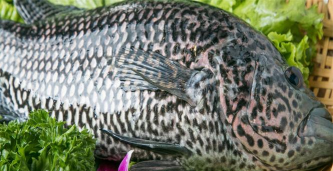 2024年龙胆石斑鱼多少钱一斤 2024年龙胆石斑鱼多少钱一斤