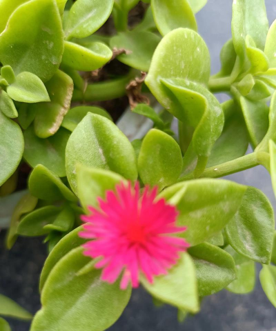 牡丹吊兰和什么比较像 牡丹吊兰和什么比较像