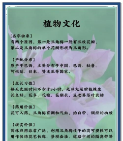 三角梅的花语是什么 三角梅的花语是什么