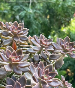 有哪些花怕太阳 有哪些花怕太阳