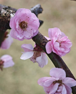 垂梅什么季节开花 垂梅什么季节开花