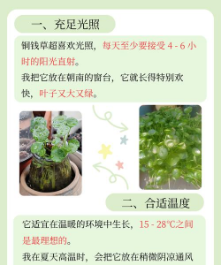 铜钱草需肥什么肥 铜钱草需肥什么肥