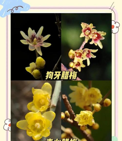 梅花一共有几种颜色 梅花一共有几种颜色