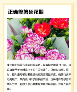 康乃馨花期是什么时候 康乃馨花期是什么时候