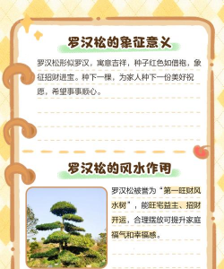 罗汉松的含义是什么 罗汉松的含义是什么