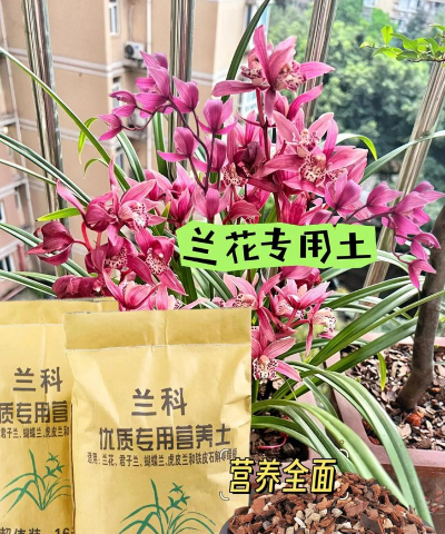 墨兰花用什么土栽培 墨兰花用什么土栽培