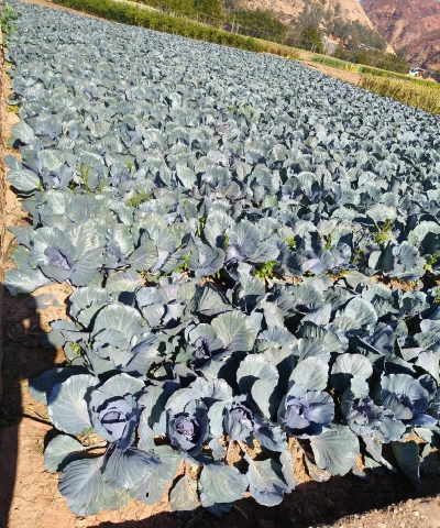 2024年紫甘蓝多少钱一斤 2024年紫甘蓝多少钱一斤