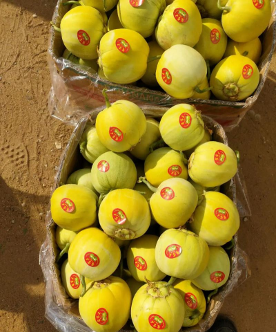 2024年甜瓜多少钱一斤 2024年甜瓜多少钱一斤