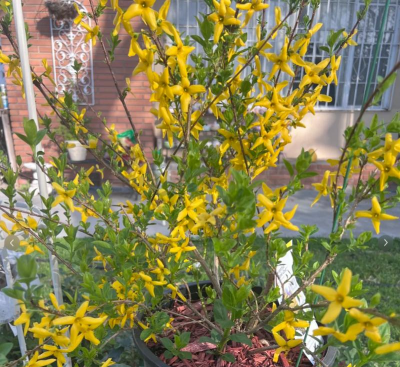 连翘的养殖方法和注意事项 连翘的养殖方法和注意事项