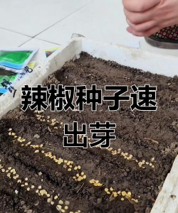 辣椒种子催芽方法 辣椒种子催芽方法