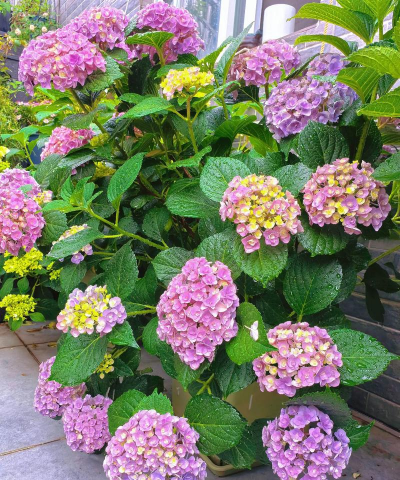 蓝绣球的养殖方法和注意事项 蓝绣球的养殖方法和注意事项