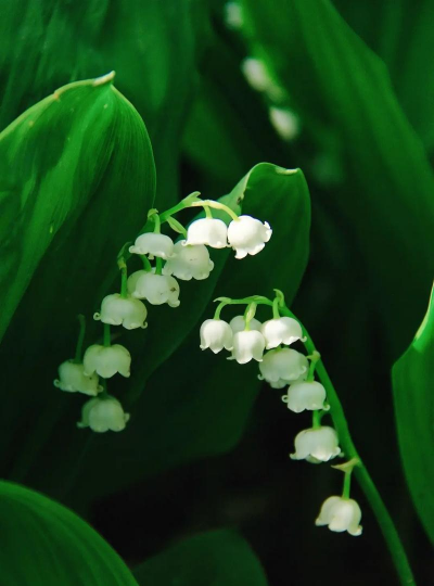 铃兰开花是什么季节 铃兰开花是什么季节