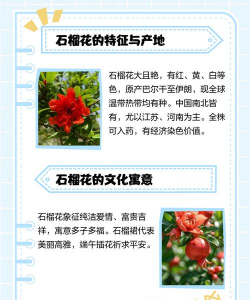 石榴什么时候开花 石榴什么时候开花