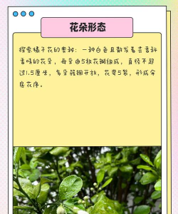 桔子花什么时候开花 桔子花什么时候开花