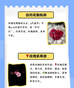 玫瑰花什么季节开放 玫瑰花什么季节开放