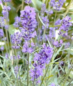 薰衣草是几月份开花 薰衣草是几月份开花