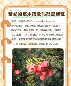 紫杉养殖方法和注意事项 紫杉养殖方法和注意事项