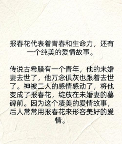 报春花的养殖方法和注意事项 报春花的养殖方法和注意事项