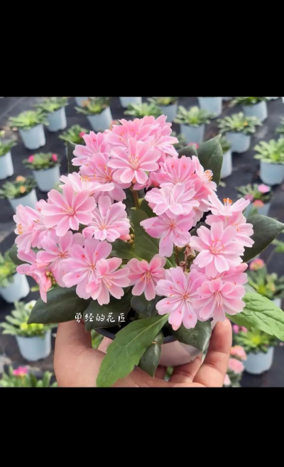 什么是花卉 什么是花卉