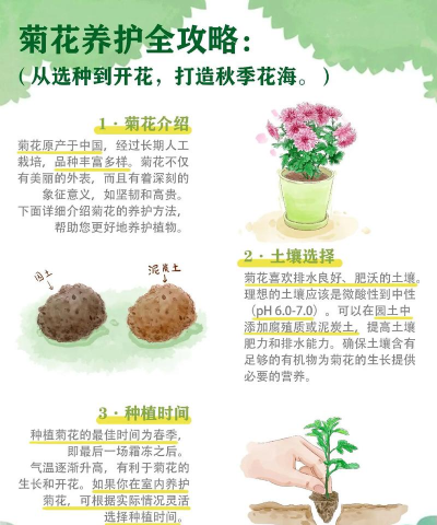 菊花怎么修剪 菊花怎么修剪