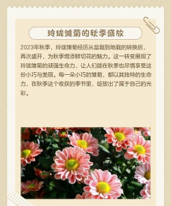 雏菊的养殖方法和注意事项 雏菊的养殖方法和注意事项