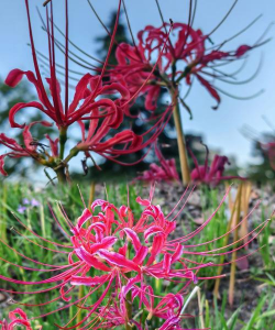 抑郁的花有哪些 抑郁的花有哪些