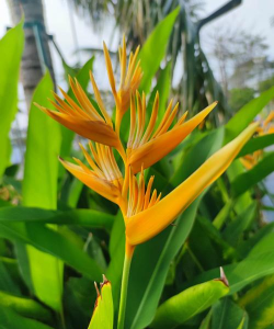 海南夏天有哪些花 海南夏天有哪些花