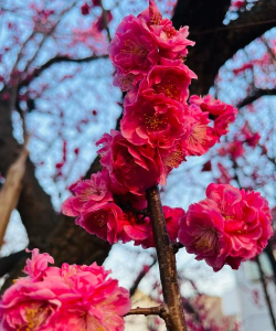 正月的花有哪些 正月的花有哪些