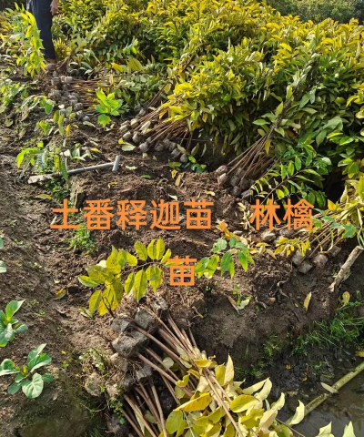 林檎要怎么种植 林檎要怎么种植